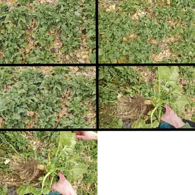 Detailní srovnání porostu řepky